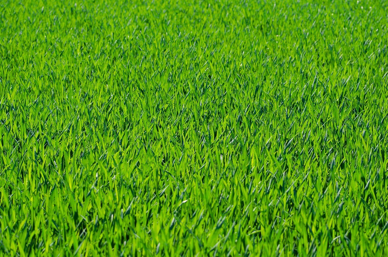 Freshly mowed lawn with clean edging lines